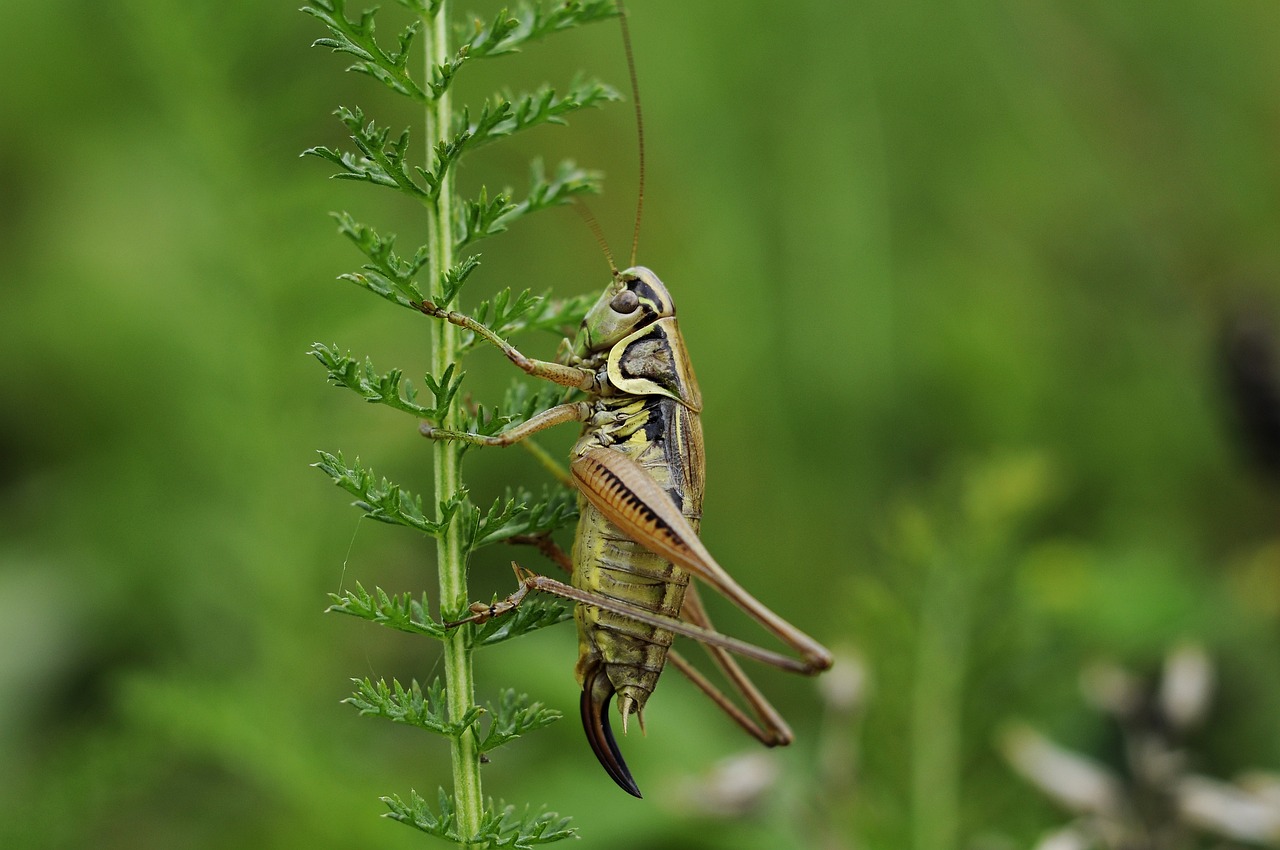 Cricket action