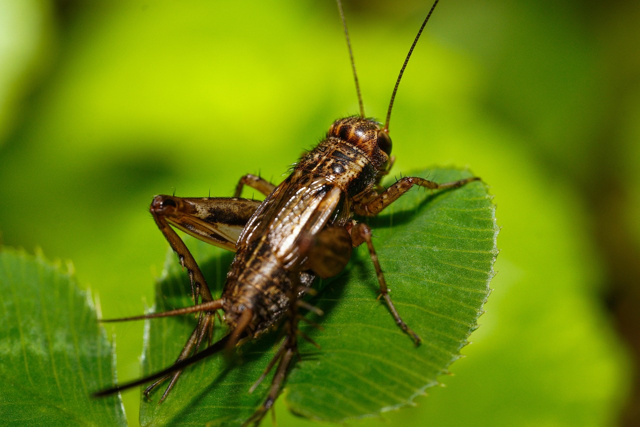 Cricket action