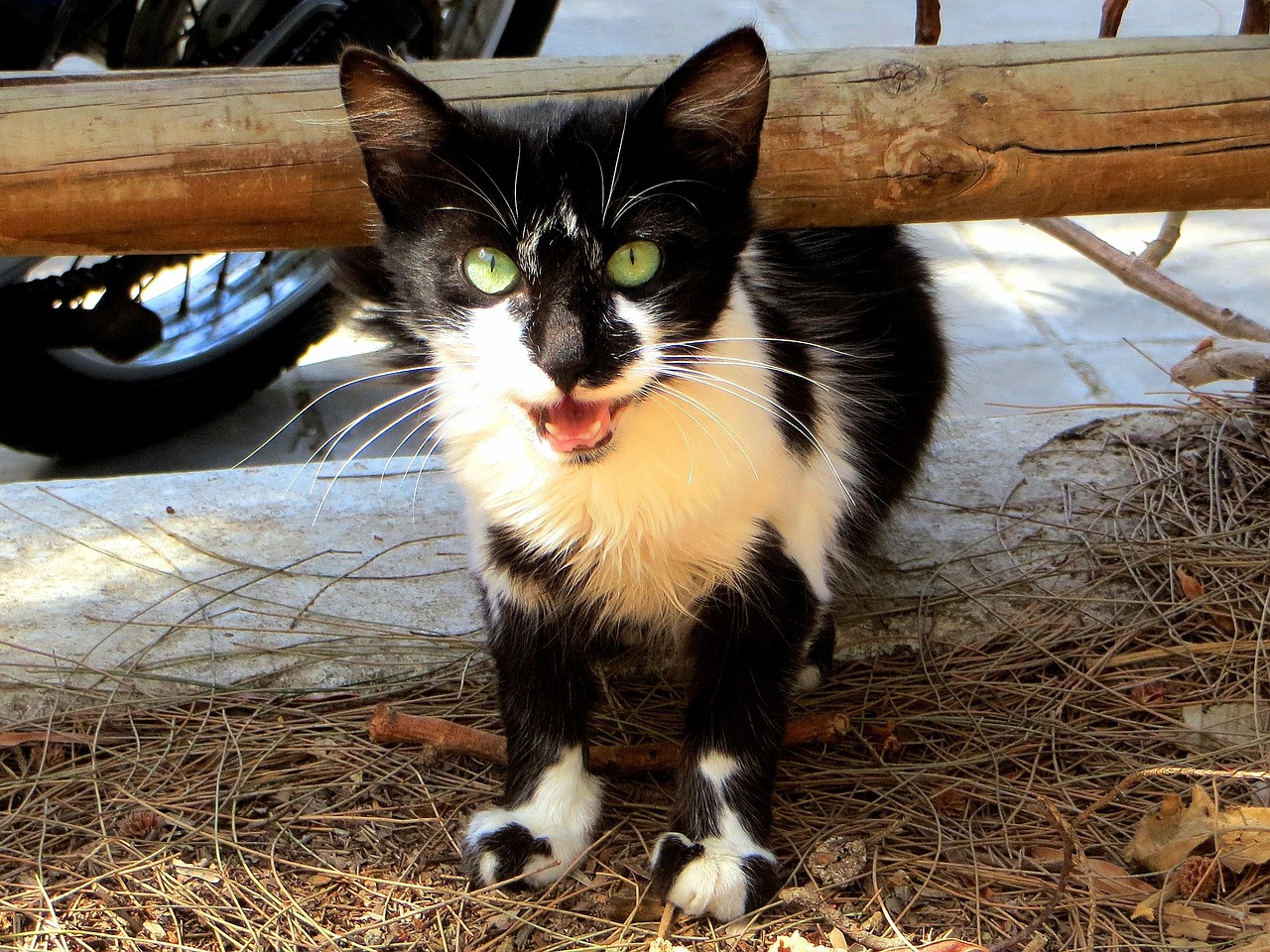Animal neglect