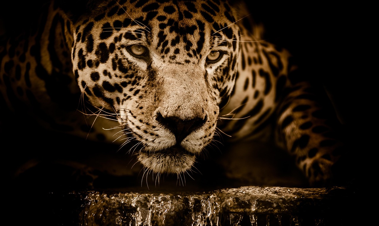 wildlife animals