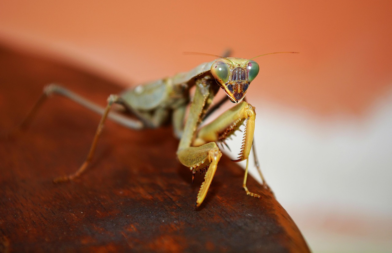 Cricket
