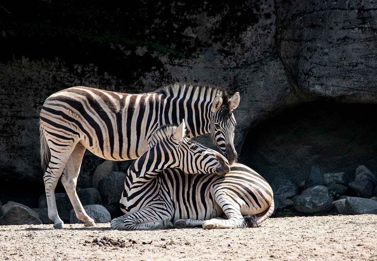 African wildlife