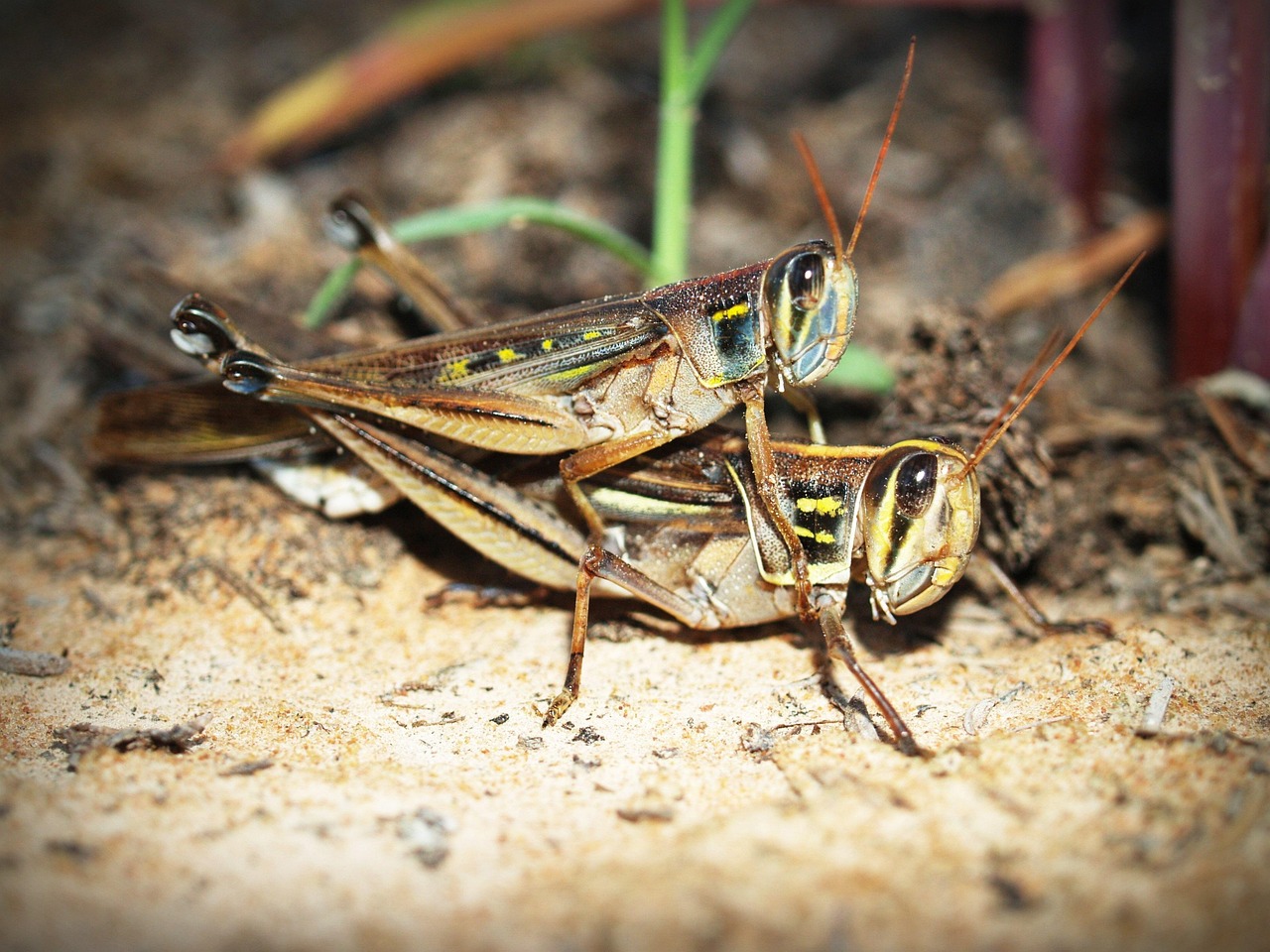 Cricket match
