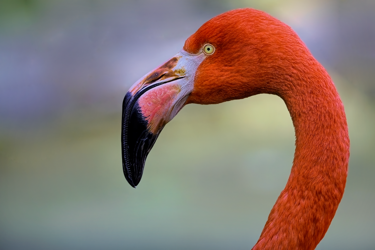 Flamingo Vegas