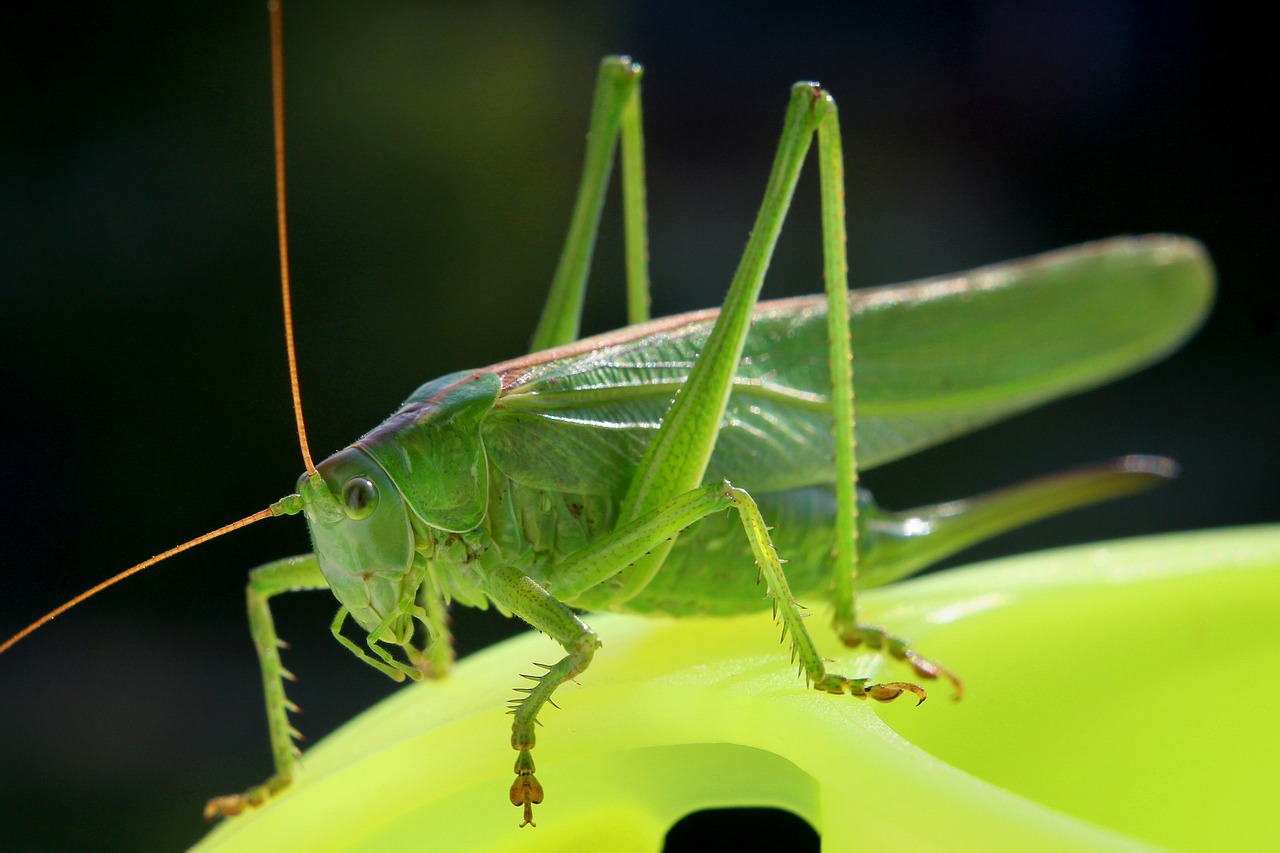 Cricket action