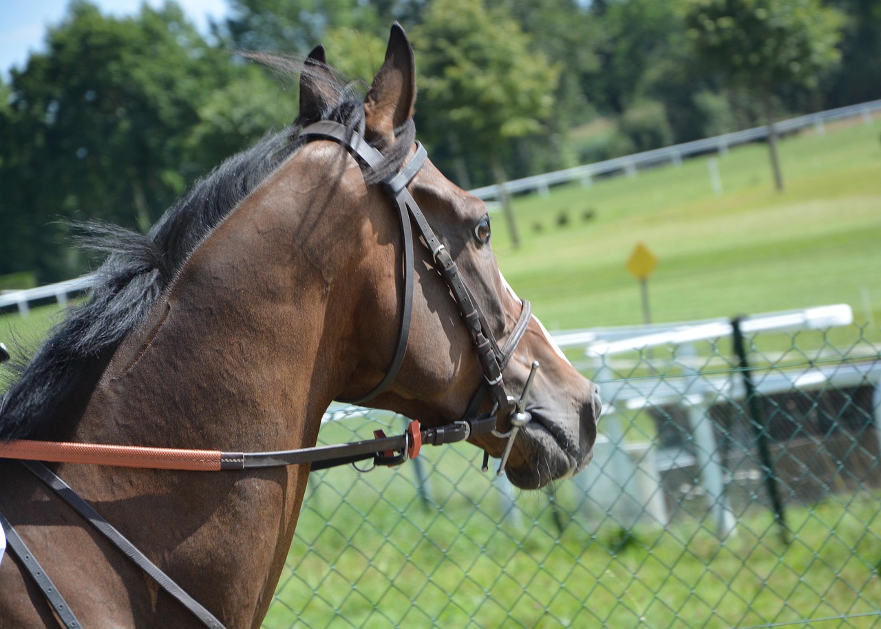 horse racing